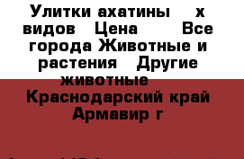 Улитки ахатины  2-х видов › Цена ­ 0 - Все города Животные и растения » Другие животные   . Краснодарский край,Армавир г.